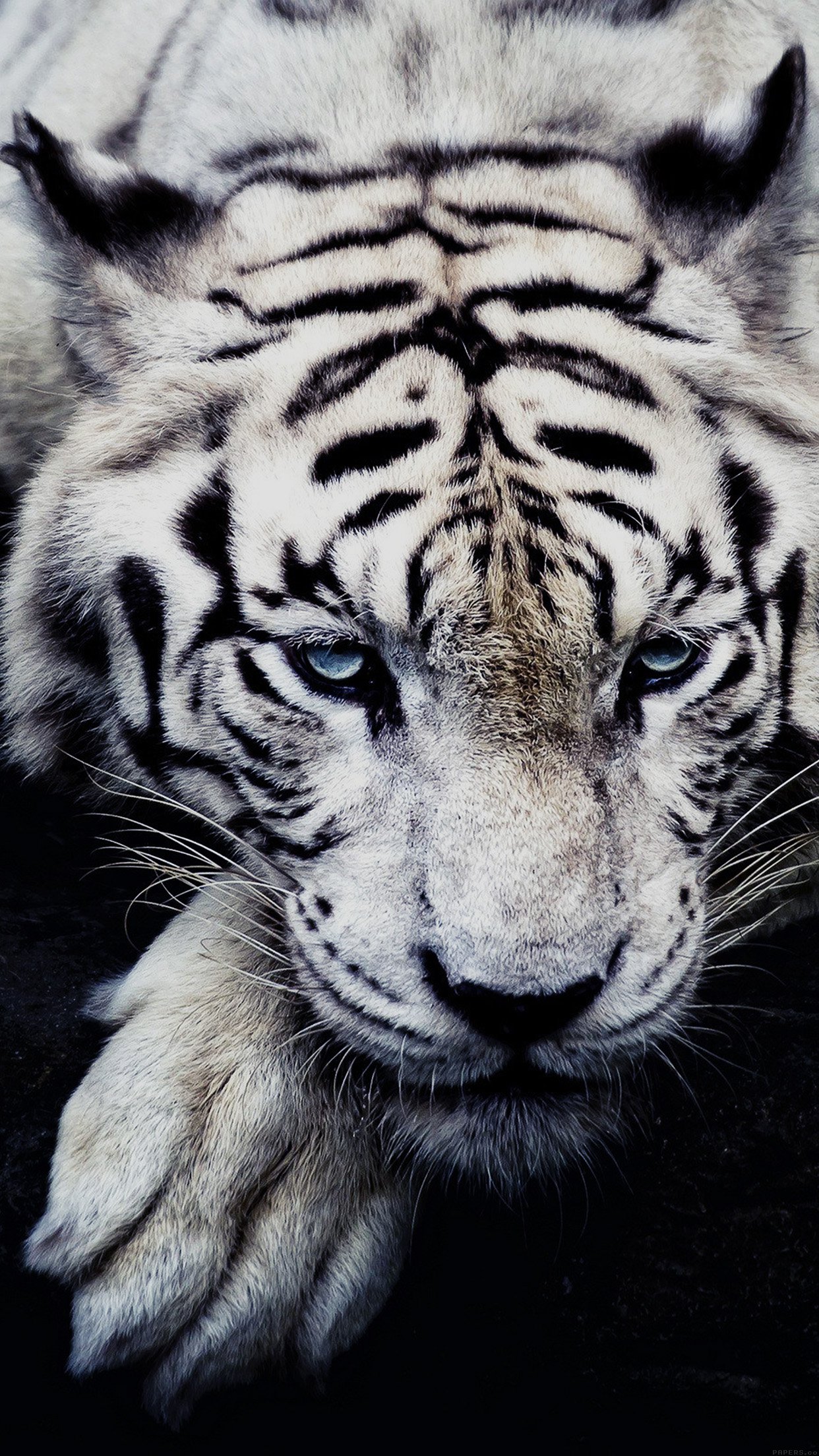 White Tiger Animal Android wallpaper