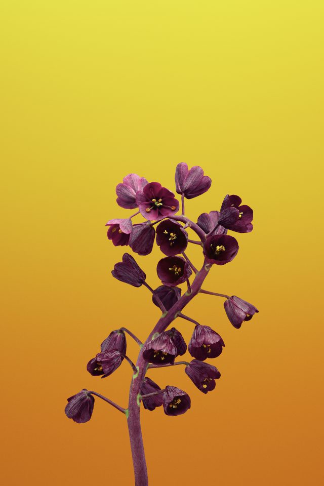 Flower FRITILLARIA Android wallpaper
