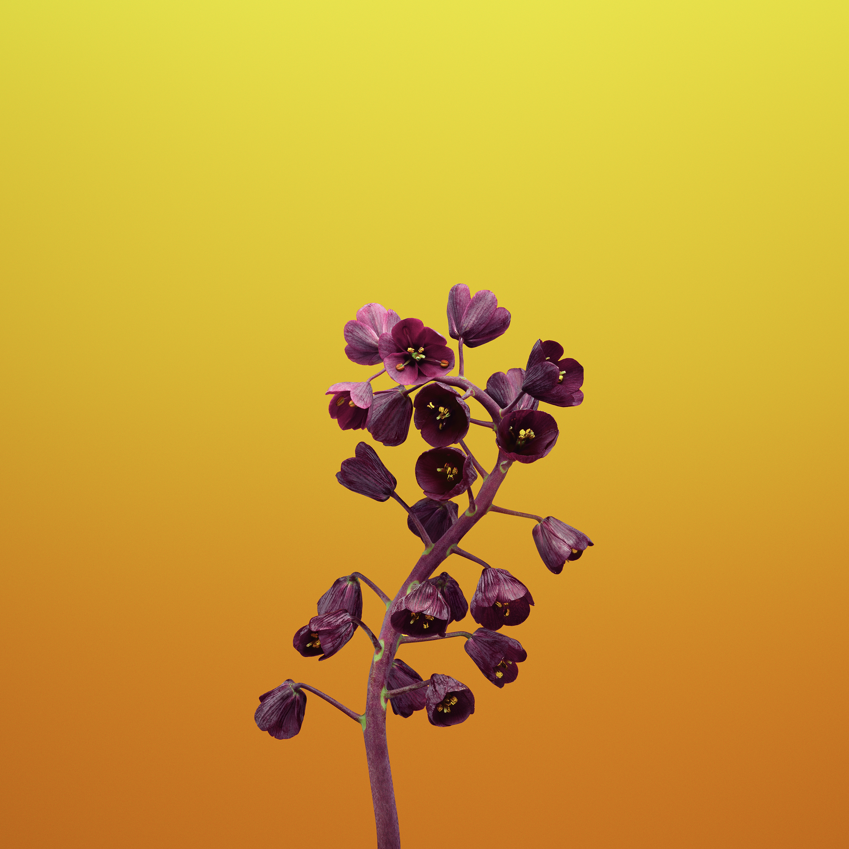 Flower FRITILLARIA Android wallpaper
