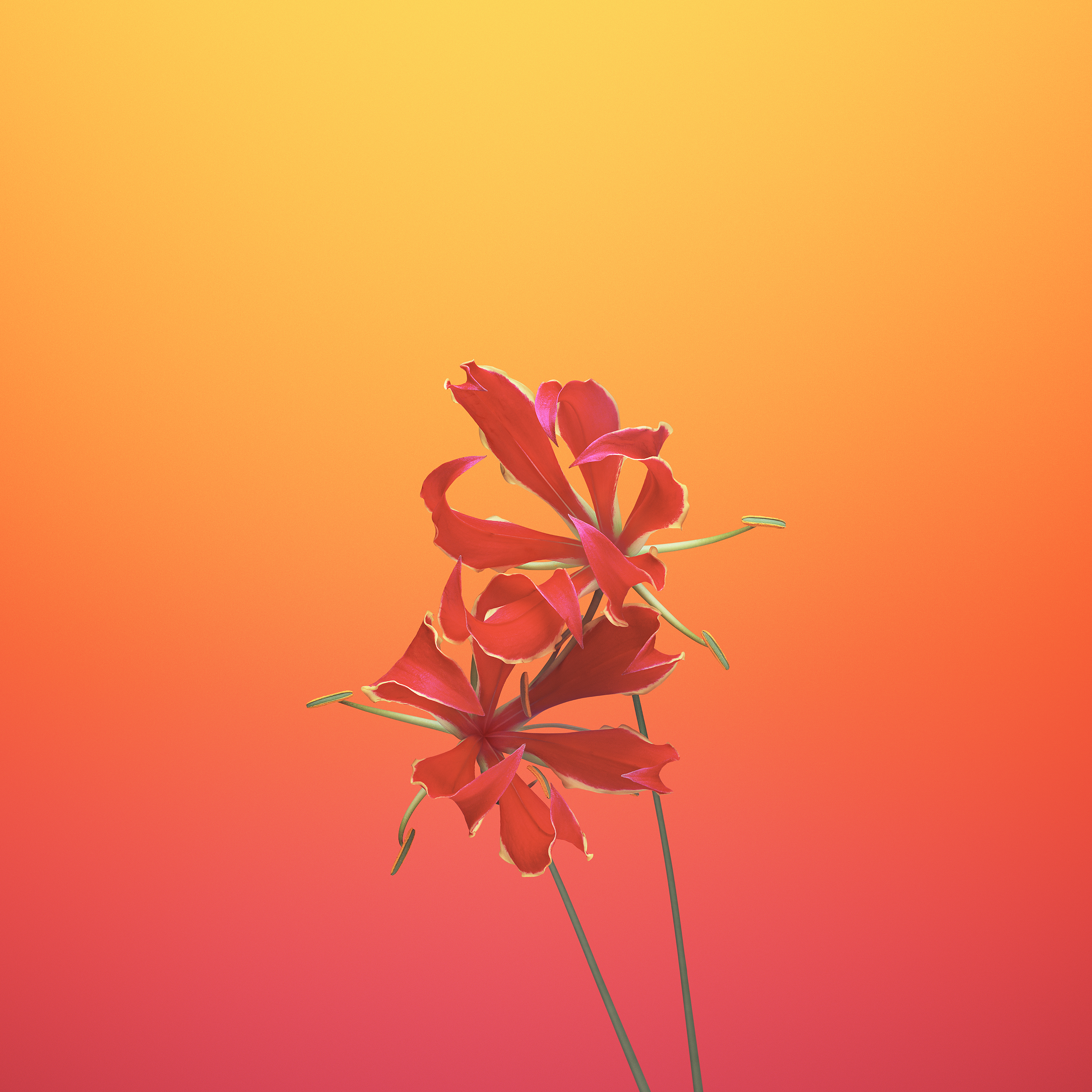 Flower GLORIOSA Android wallpaper
