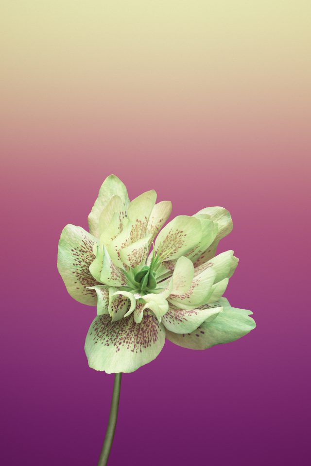 Flower HELLEBORUS Android wallpaper
