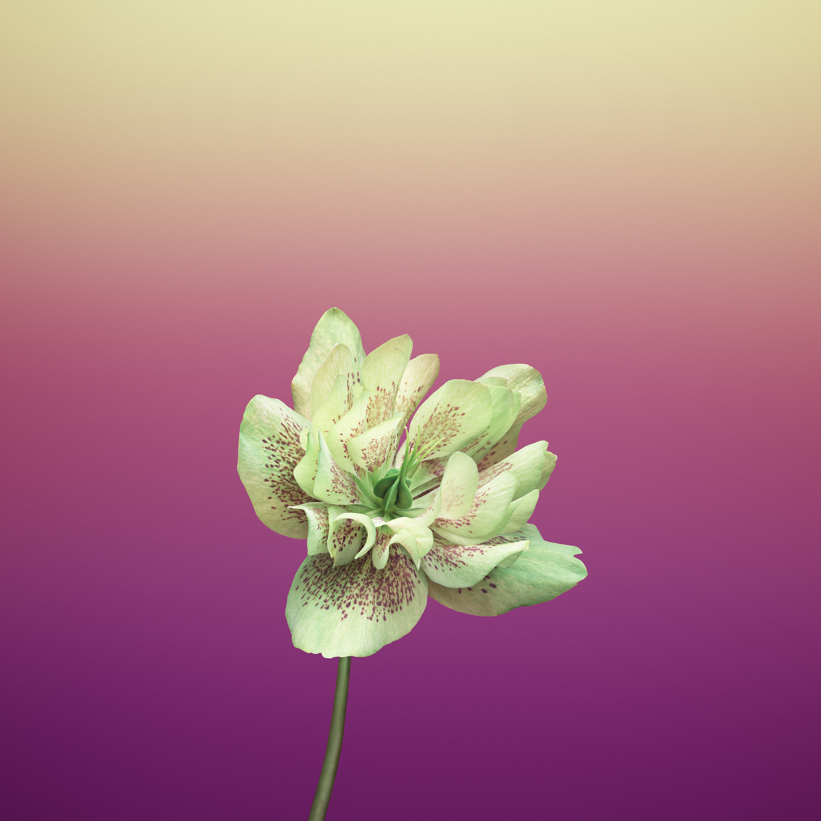 Flower HELLEBORUS Android wallpaper